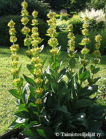  Gentiana lutea 